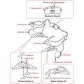 Shoei SRL Mesh Kommunikaatiojärjestelmä